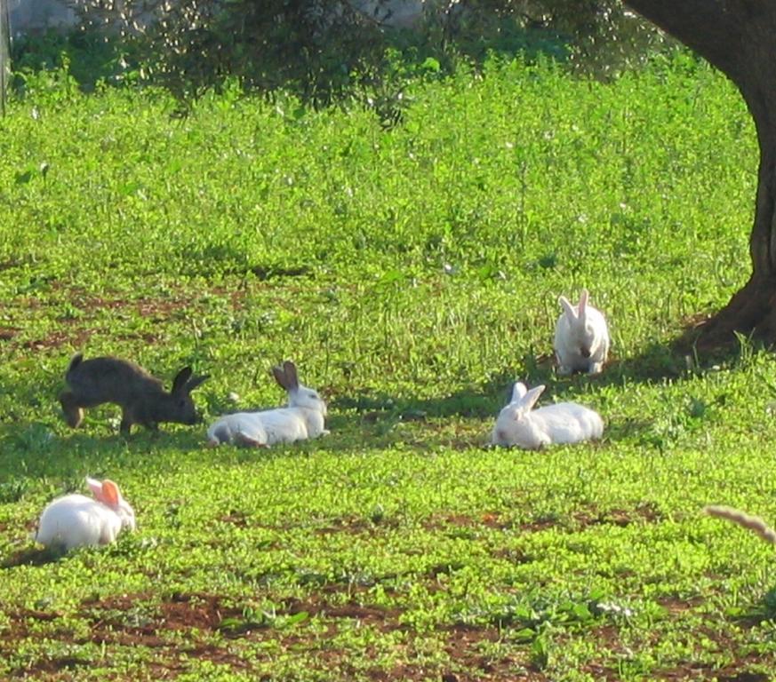Agritria Di Umberto Anglisani Villa Ostuni Bagian luar foto