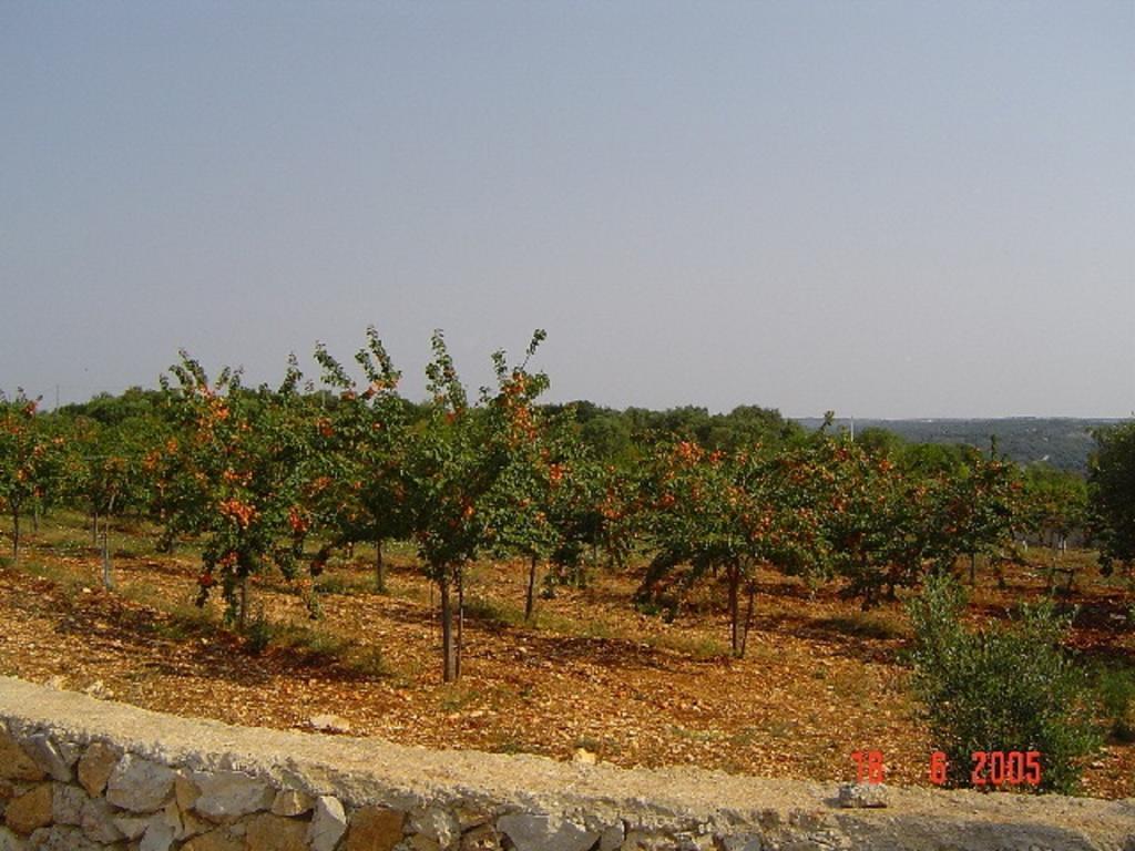 Agritria Di Umberto Anglisani Villa Ostuni Bagian luar foto